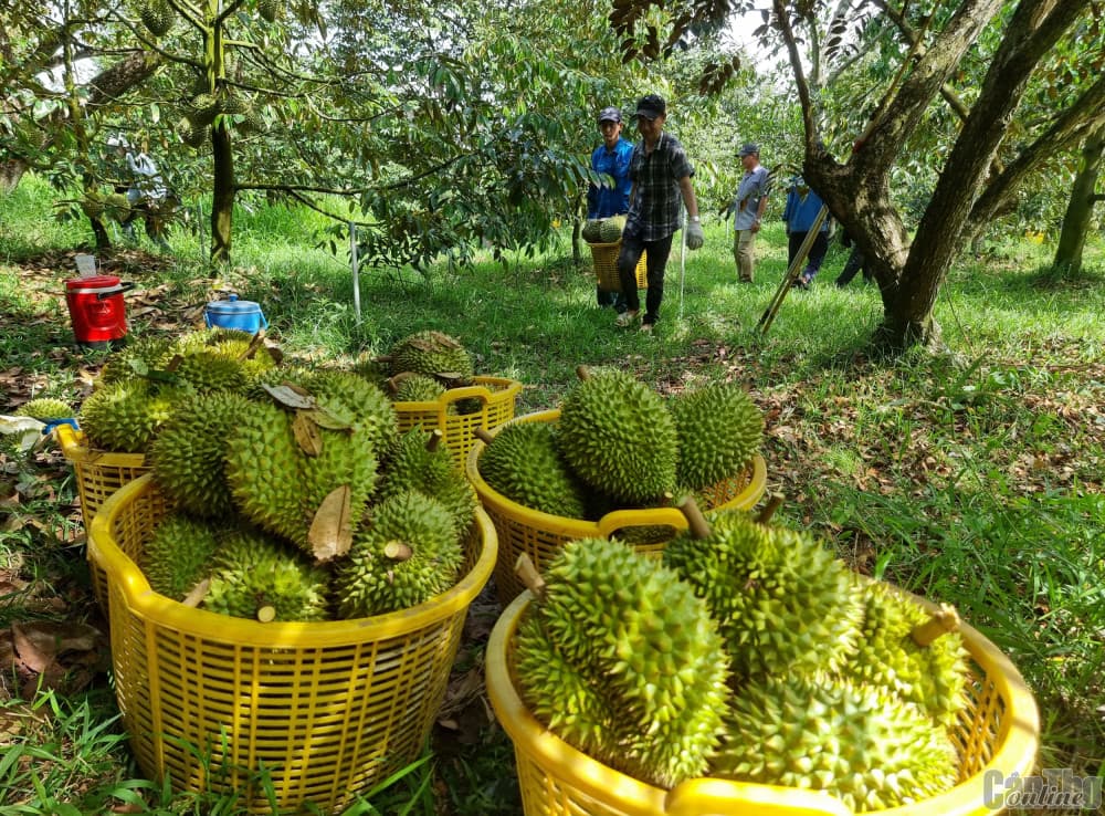 Chiến Lược Hồi Sức Cây Trồng Sau Thu Hoạch: Đừng Để Vườn Cây "Kiệt Quệ" Vì Sai Lầm Chăm Sóc