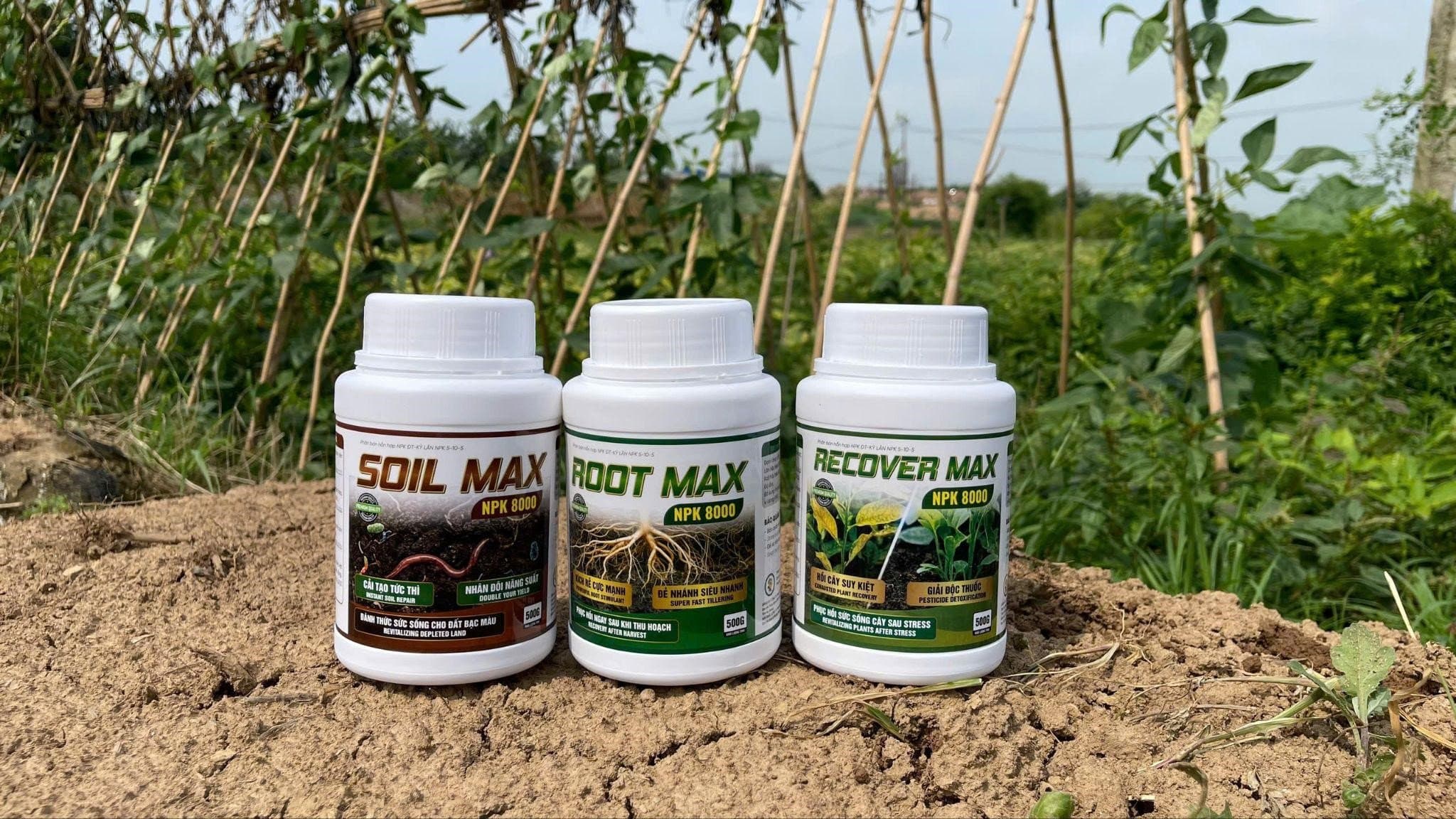 ROOT MAX NPK 8000: giải pháp kích rễ cực mạnh – kiến tạo nền móng cho nông nghiệp thịnh vượng